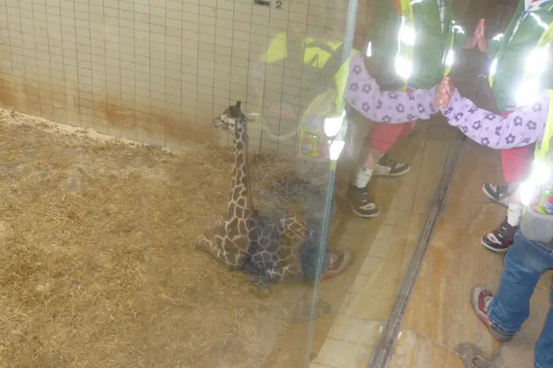 Výlet do ZOO