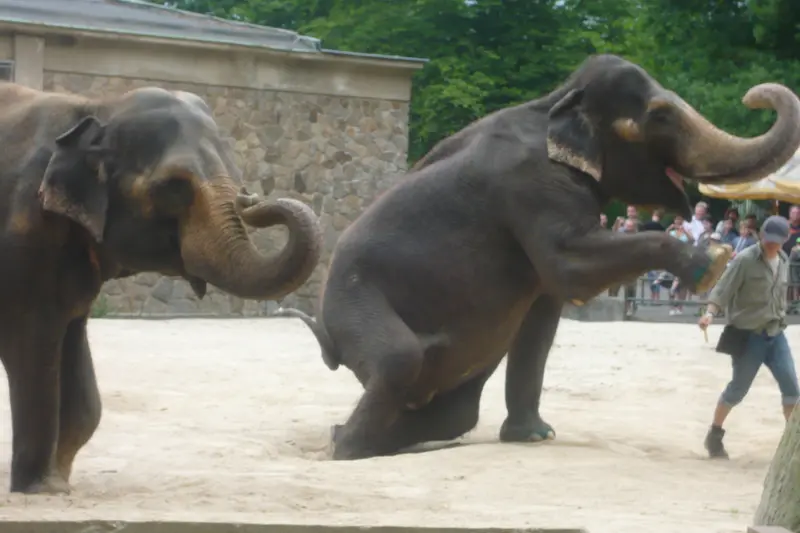 Výlet do ZOO
