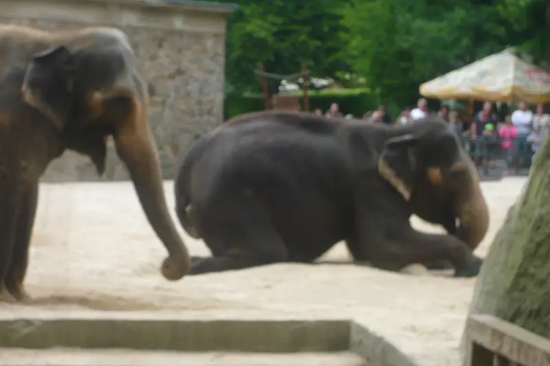 Výlet do ZOO