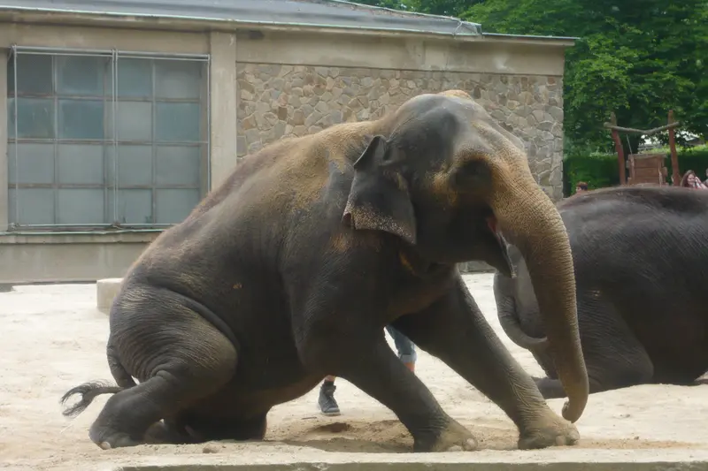 Výlet do ZOO
