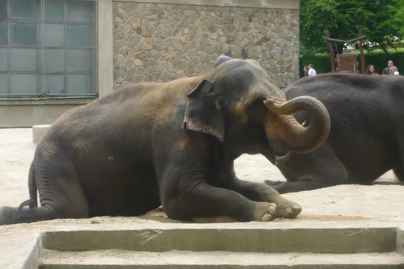 Výlet do ZOO