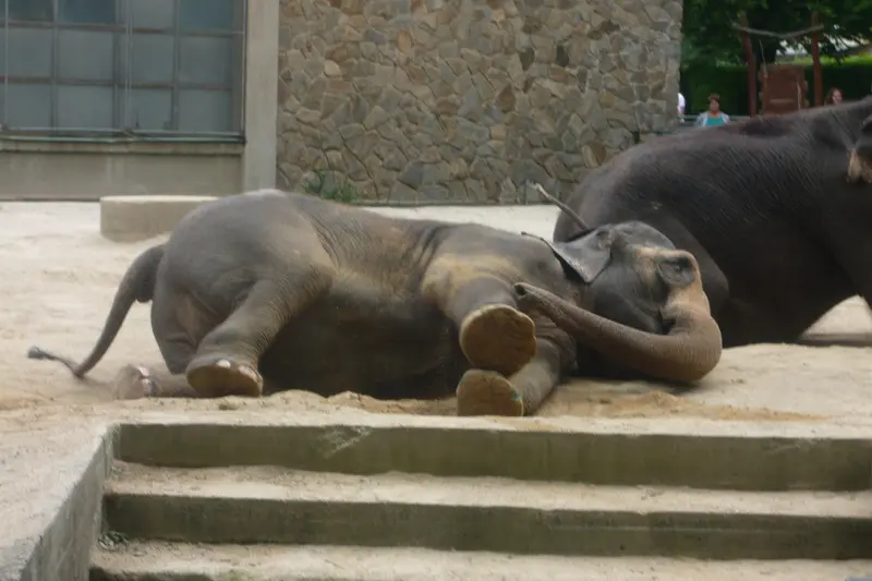 Výlet do ZOO