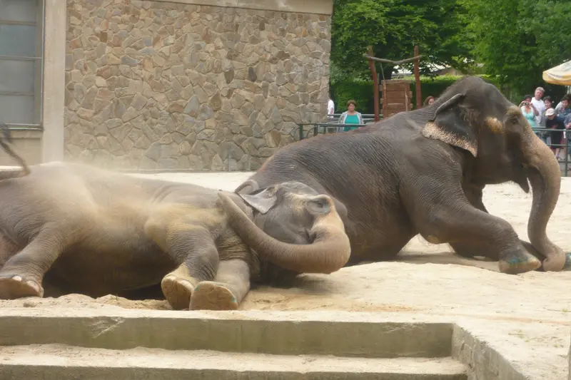 Výlet do ZOO