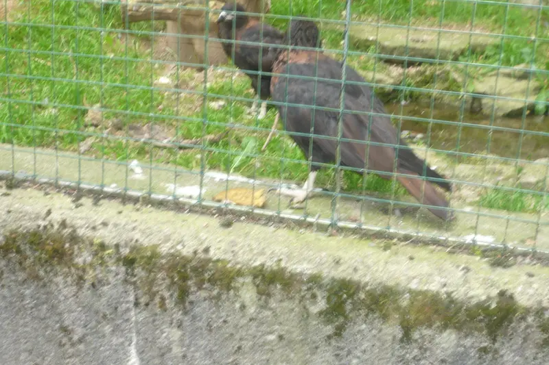 Výlet do ZOO