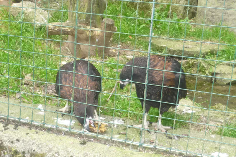 Výlet do ZOO