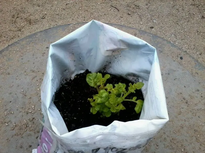 brambora3