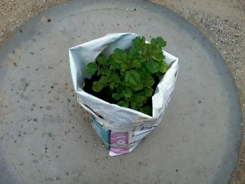 brambora5